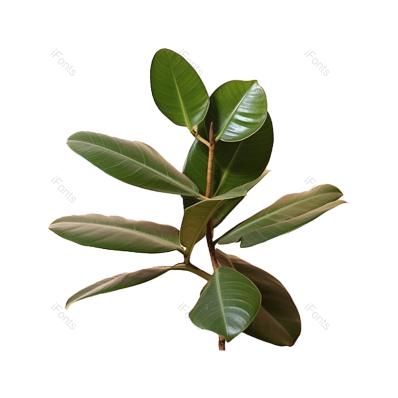 叶子图片,装饰元素,清新PNG,摄影免抠素材